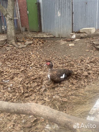 Мускусные утки тяжелые линии