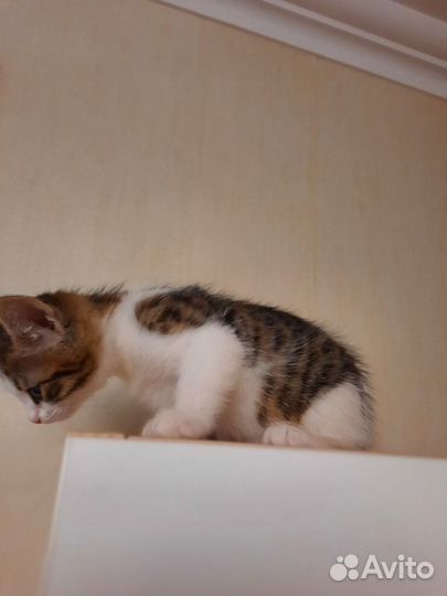 Котёнок мальчик