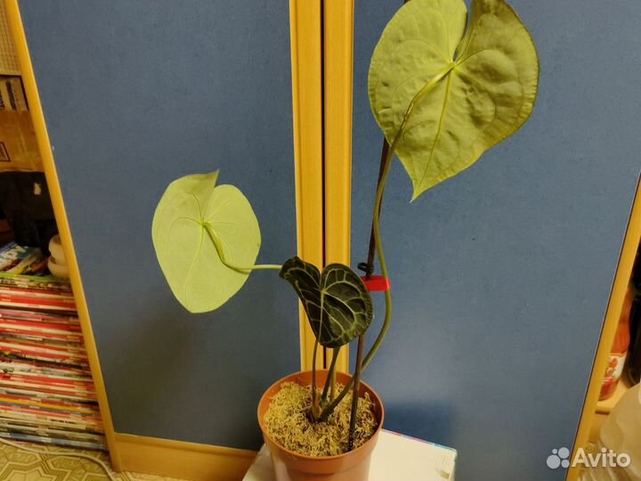 Антуриумы сортовые