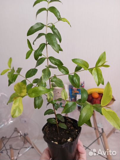 Мирт вариегатный