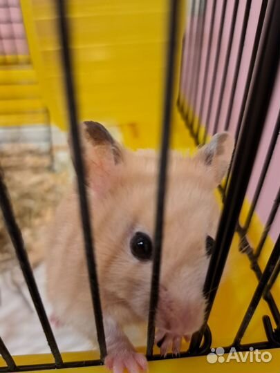 Сирийский хомяк с клеткой и всем приданым