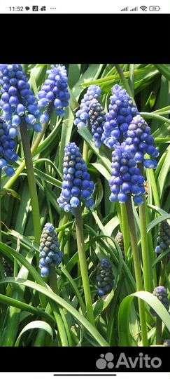 Мускари луковичные цветы