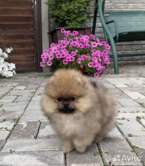 Померанский шпиц мини девочка
