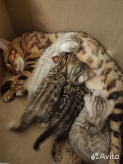 Бенгальская