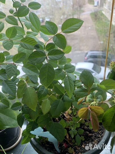 Комнатные цветы розы