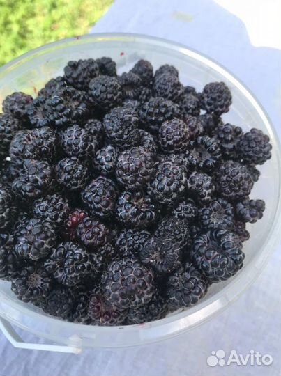 Ежемалина. Малина