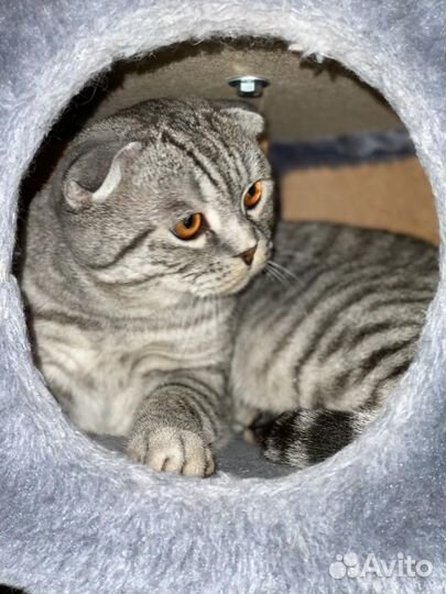 Вязка кота