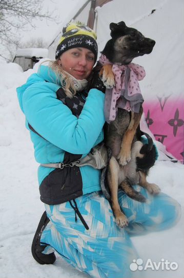 Собака девочка Дива