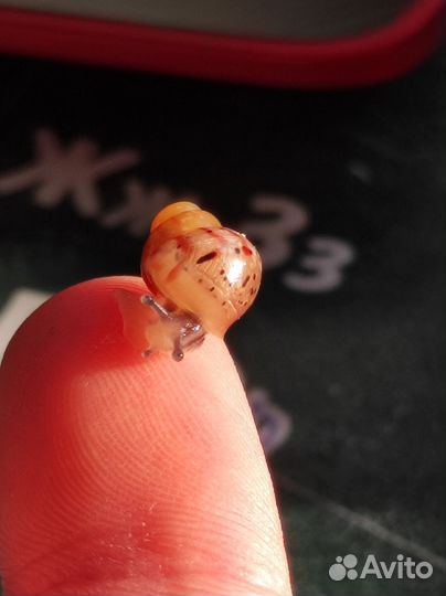 Ахатина фулика