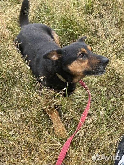 Собака Честер