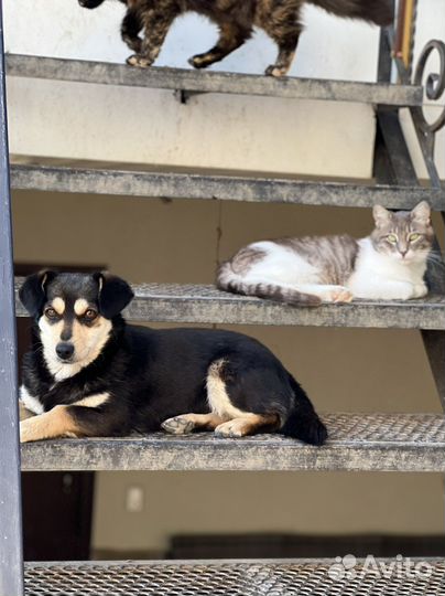 Маленькой собачке нужен дом