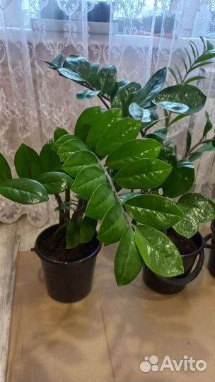 Замиокулькас