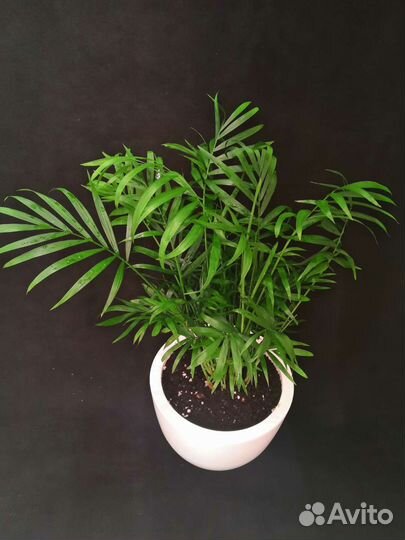Пальма хамедорея в интерьерном горшке 20/50