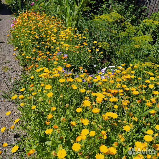 Календула лекарственная, семена