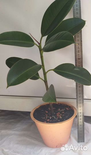 Фикус каучуконосный
