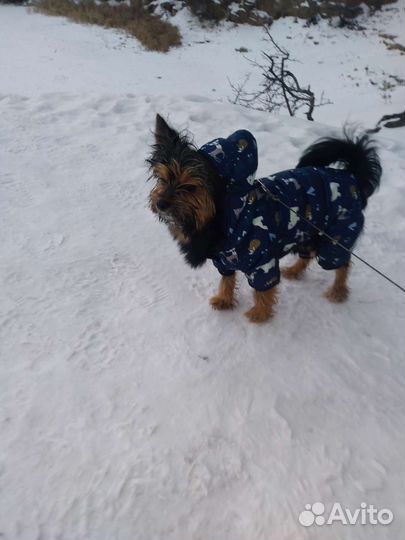 Йоркширский терьер бесплатно вязка