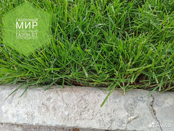 Рулонный газон