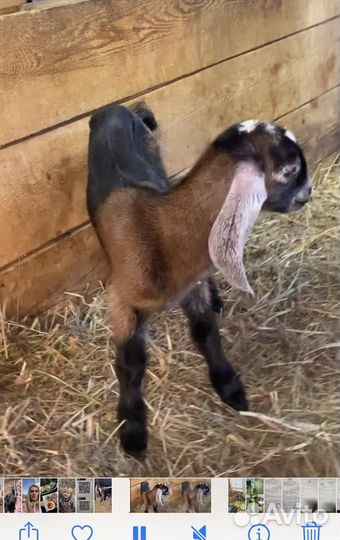 Англо нубийские козочки