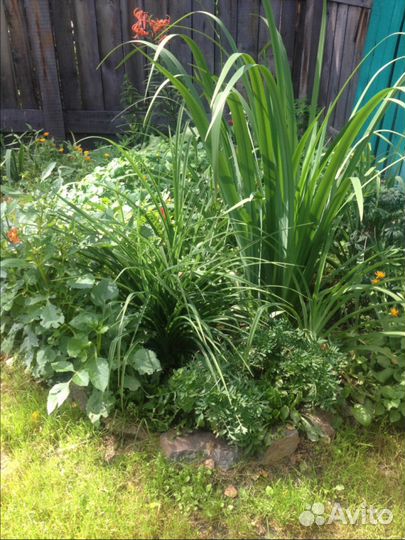 Садовые многолетники-ирисы желтые