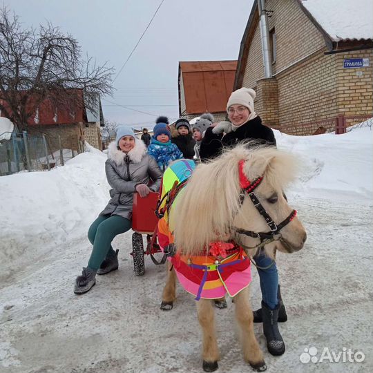 Пони и ослики на праздник