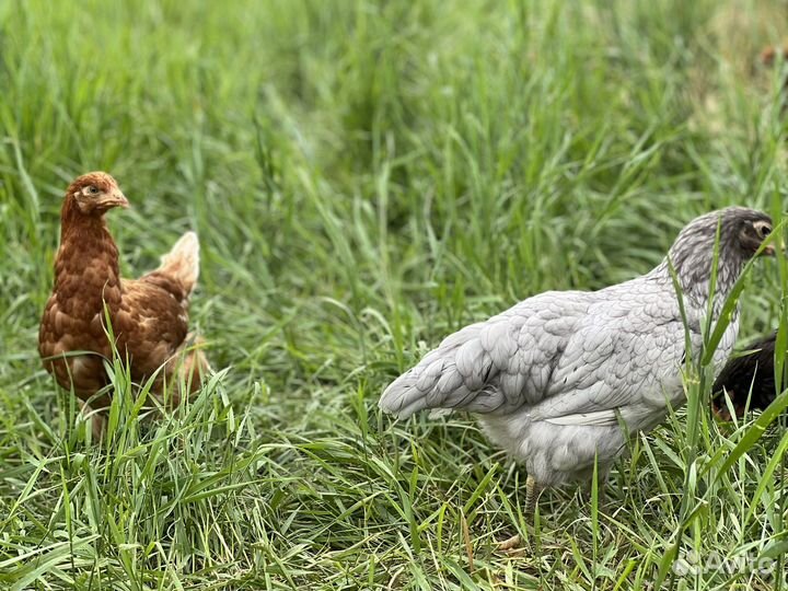 Домашние куриные яйца