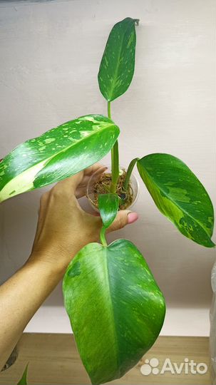 Филодендрон хедерациум,пинг Тонг