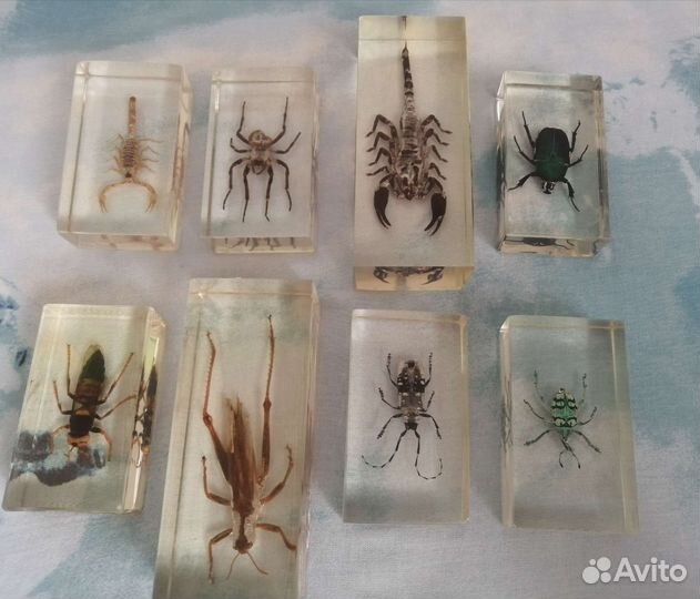 Насекомые и их знакомые