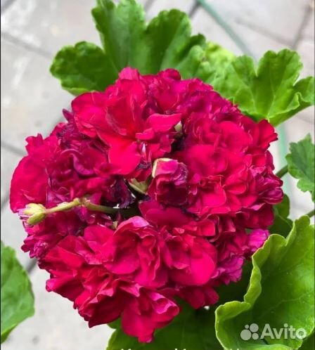 Сортовые пеларгонии (вариант 2 )