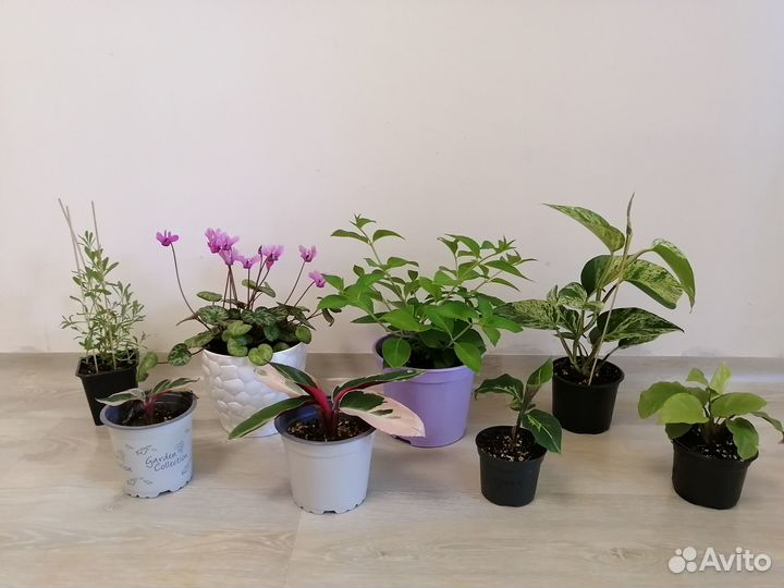Комнатные цветы. Разные