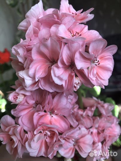 Пеларгонии розебудные махровые в грунте разные