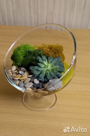 Минифлорариум с суккулентами в вазе-бокале