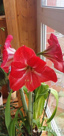 Гиппиаструм