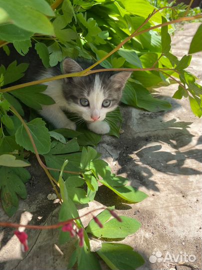 Кошки-мышиловки