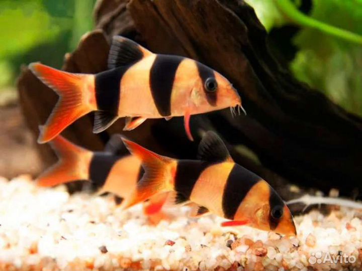 Боция клоун