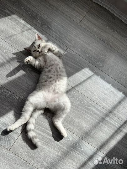 Отдам бесплатно