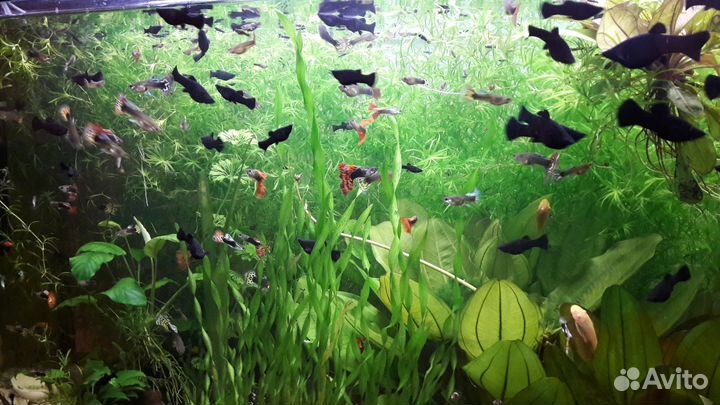 Гуппи самцы и самочки, бесплатно