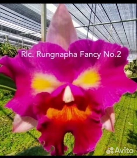 Орхидея катлея