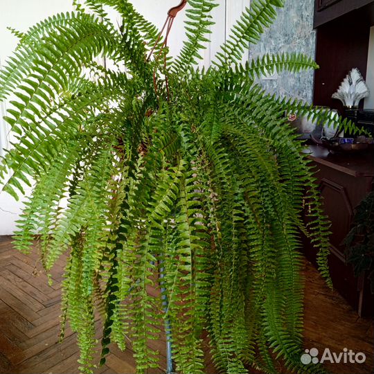 Папоротник комнатный нефролепис