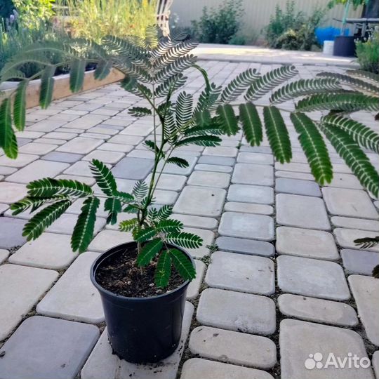 Альбиция ленкоранская