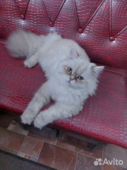 Шотландский прямоухий кот,на вязку