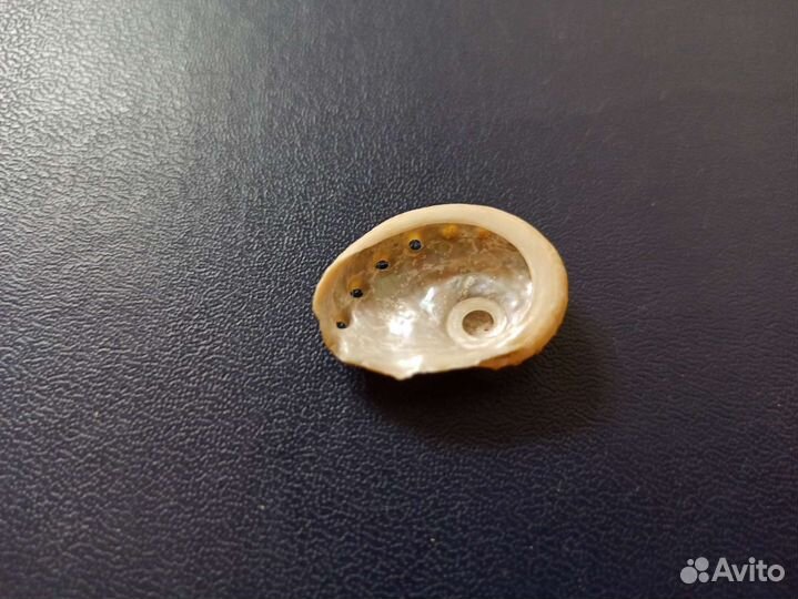 Морская раковина