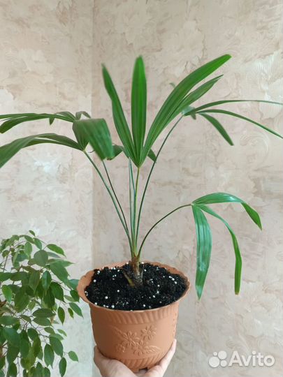 Кобея лазающая лиана рассада