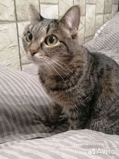 Передержка для кошек