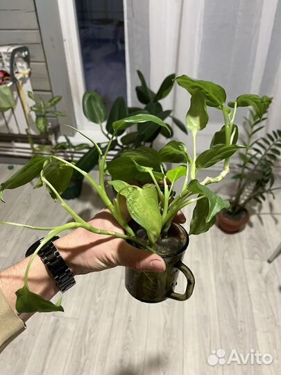 Дифенбахия