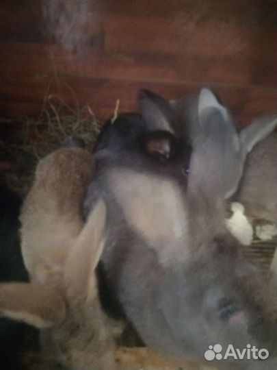 Кролик и на мясо и на развод мясные породы