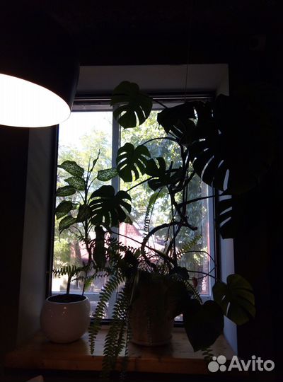 Фитодизайн, озеленение