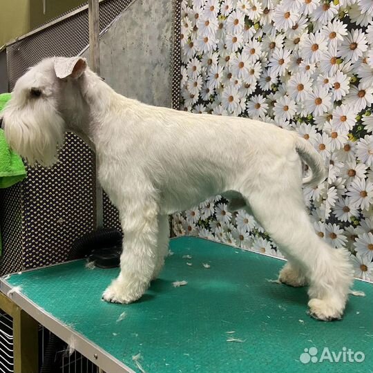 Стрижка любых животных,обучение груммингу