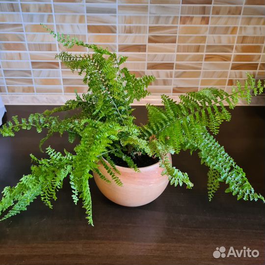 Папоротник