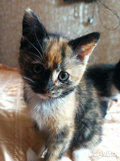 Трехцветный котенок