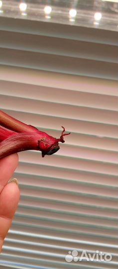 Филодендрон Империал Ред Тиссуэ